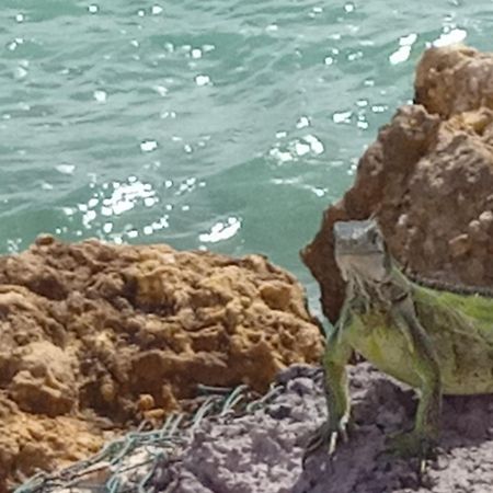 Les Pieds Dans L'Eau Chez Syl Διαμέρισμα Le Moule Εξωτερικό φωτογραφία